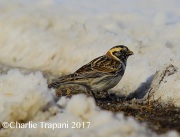 6S3A7780Lapland_Longspur