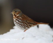 6S3A7793Fox_Sparrow