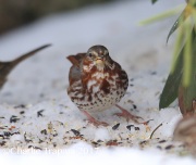 6S3A7817Fox_Sparrow