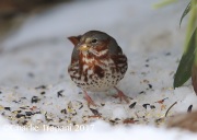 6S3A7821Fox_Sparrow