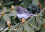 6S3A7823Dark-eyed_Junco