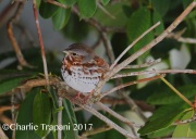 6S3A7844Fox_Sparrow