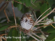 6S3A7852Fox_Sparrow