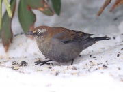 6S3A7908Rusty_Blackbird