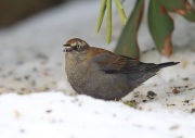 6S3A7919Rusty_Blackbird