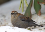 6S3A7921Rusty_Blackbird