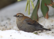 6S3A7923Rusty_Blackbird