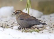 6S3A7944Rusty_Blackbird
