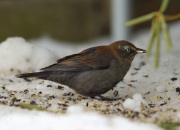 6S3A7951Rusty_Blackbird