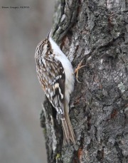 819A0731Brown_Creeper copy