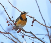 819A0879Varied_Thrush copy