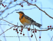 819A0896Varied_Thrush copy