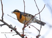 819A0913Varied_Thrush copy
