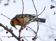 819A0929Varied_Thrush copy