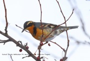 819A0937Varied_Thrush copy