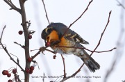 819A0941Varied_Thrush copy