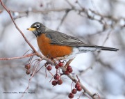 819A0942American_Robin copy