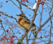 819A0960Varied_Thrush copy