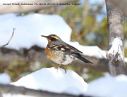 819A0974Varied_Thrush copy