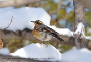 819A0977Varied_Thrush copy
