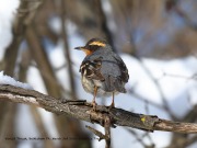 819A0982Varied_Thrush copy