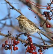 819A0994Purple_Finch copy