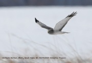 819A1013Northern_Harrier copy