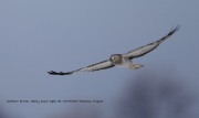 819A1028Northern_Harrier copy
