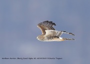819A1040Northern_Harrier copy
