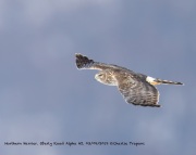 819A1041Northern_Harrier copy