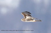 819A1042Northern_Harrier copy