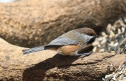 819A1058Boreal_Chickadee copy