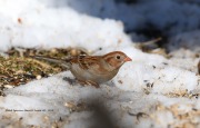 819A1085Field_Sparrow copy