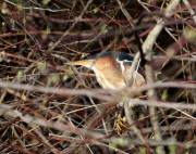 819A1709_1Least_Bittern