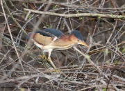 819A1730_1Least_Bittern