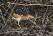 819A1731Least_Bittern