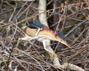 819A1736_1Least_Bittern