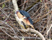 819A1738_1Least_Bittern