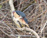 819A1739_1Least_Bittern