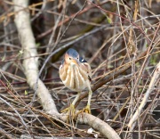 819A1746_1Least_Bittern