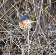 819A1755Least_Bittern