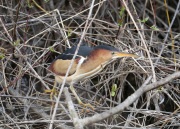 819A1783_1Least_Bittern