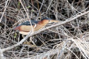 819A1787Least_Bittern