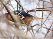 819A1793_1Least_Bittern