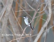 819A9507Black-chinned_Hummingbird_Wiltraut_11_18_2018