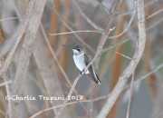 819A9509Black-chinned_hummingbird_Wiltraut_11_18_2018