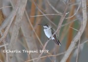 819A9516Black-chinned_hummingbird_Wiltraut_11_18_2018