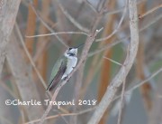 819A9518Black-chinned_hummingbird_Wiltraut_11_18_2018