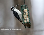 819A9604Hairy_Woodpecker