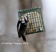 819A9606Hairy_Woodpecker